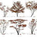 Vibrant Red Leaf Trees In Autumn With Fallen Leaves Scattered Around