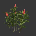 Vibrant Red Blooms and Lush Green Foliage in Fresh Floral Plant