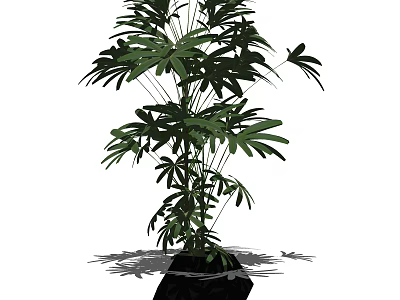 Lush Bonsai Plant with Green Palm Leaves in Black Pot for Indoor Decoration 3d model