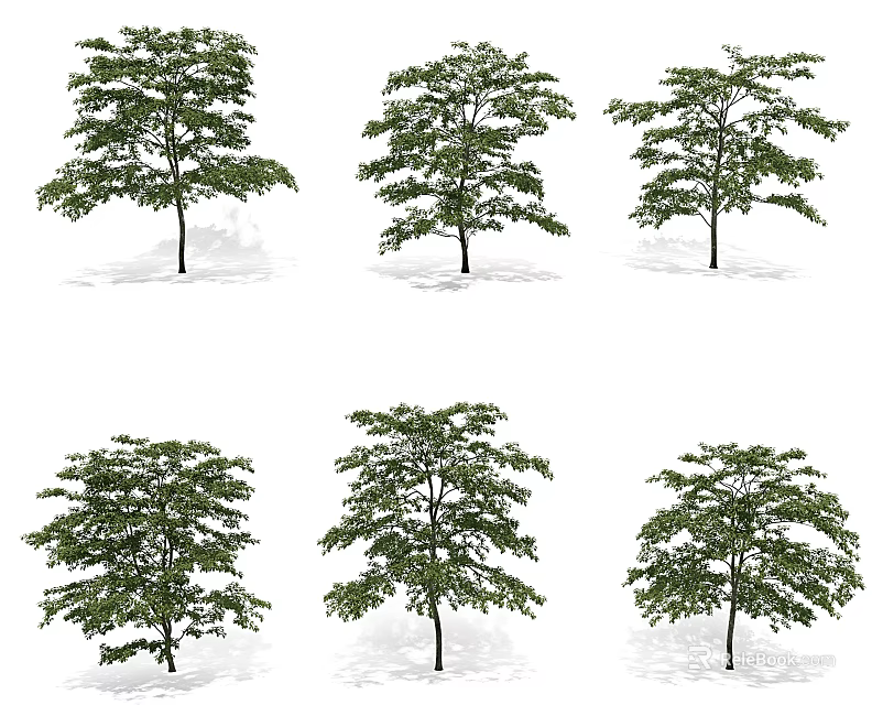 Various Arbor Trees With Green Foliage And Different Growth Forms Isolated On White 3d model
