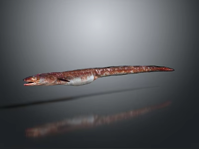 Detailed Red and White Moray Eel with Slender Body on Gray Background 3d model
