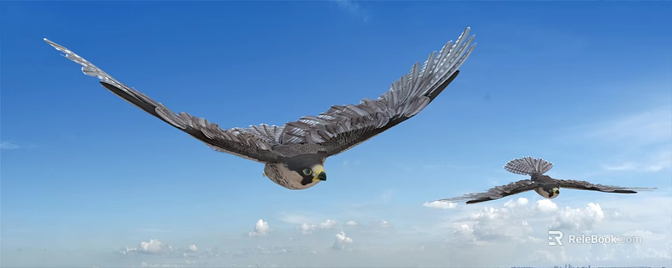 Falcon Soaring High In Blue Sky With Spread Wings And White Clouds 3d model 