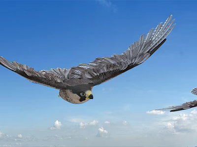 Falcon Soaring High In Blue Sky With Spread Wings And White Clouds 3d model