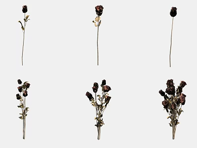 Dried Wilted Flowers With Multiple Brown Stems Against White Background 3d model