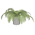 Potted Fern Plant in Gray Cylindrical Pot with Lush Green Fronds for Indoor Decorative