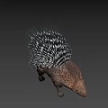Realistic Porcupine With Long Black And White Quills And Brown Body