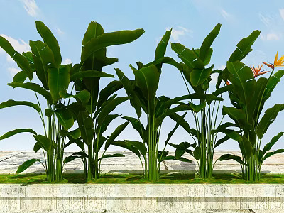 Green Tropical Plants With Banana Leaves And Orange Blooms In Stone Planter Under Blue Sky 3d model