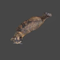 Brown And White Tabby Cat In Standing Pose With Gray Background