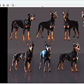 Eight Doberman Pinschers In Various Poses With Black Tan Fur Standing On Gray Background