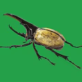 Giant Beetle With Large Horn And Yellow Black Body On Green Background