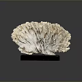 Marine Coral Specimen Featuring Fan Shaped Ivory White Structure On Black Base