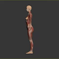 Human Anatomical Model Displaying Detailed Muscular Structure Of Limbs And Torso