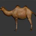 Brown Bactrian Camel Standing On Dark Background With Reflective Surface 3d model