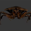 Brown Beetle With Wings And Legs On Dark Background Surface