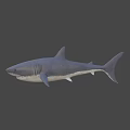 Realistic Great White Shark 3D Model With Lifelike Swimming Pose