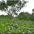 Crops with Lush Green Leaves and White Stems Surrounded by Trees Under Blue Sky