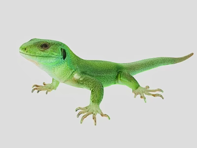 Green Lizard With Vibrant Scaly Skin Long Tail And Clawed Feet 3d model