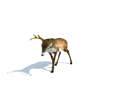Brown And White Deer With Antlers Standing On White Background With Shadow 3d model
