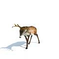 Brown And White Deer With Antlers Standing On White Background With Shadow