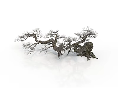 Dry Tree With Curved Trunk And Leafless Branches On White Background 3d model