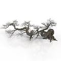 Dry Tree With Curved Trunk And Leafless Branches On White Background