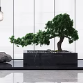 Modern Interior Garden Feature With Green Pine Tree Stones Black Base Hanging Lights And Glass Wall