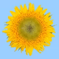 Bright Sunflower With Yellow Petals And Green Center On Blue Background