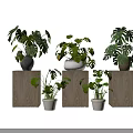 Bonsai Potted Monstera Plants of Various Sizes on Wooden Stands for Indoor Decoration