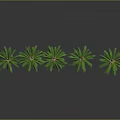 Five Palm Trees with Different Heights Standing in a Row Against Gray Backdrop