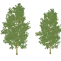 Two Green Leafy Trees With Trunks And Shadows On White Background 3d model