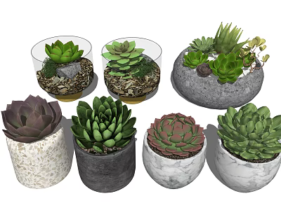 Stylish Bonsai Succulent Plants In Various Pots With Green Foliage And Different Shapes 3d model