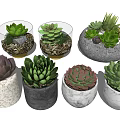 Stylish Bonsai Succulent Plants In Various Pots With Green Foliage And Different Shapes