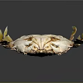 Vibrant Aquatic Crab with Yellow Red Claws and Spotted Body Features