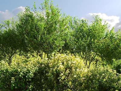Lush Green Shrubs In Outdoor Garden With Dense Foliage And Natural Sunlight 3d model
