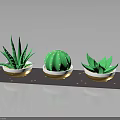 Potted Cactus And Aloe Vera Plants Arranged On Dark Tray With Small Dots