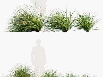 Lush Green Ornamental Grass Plants In Various Sizes With Silhouette For Scale Reference 3d model