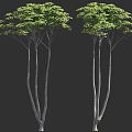 Two Tall Trees With Slender Trunks And Lush Green Leaves On Black Background