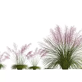 Fluffy Clump Ornamental Grasses With Purple Pink Spikes And Green Foliage