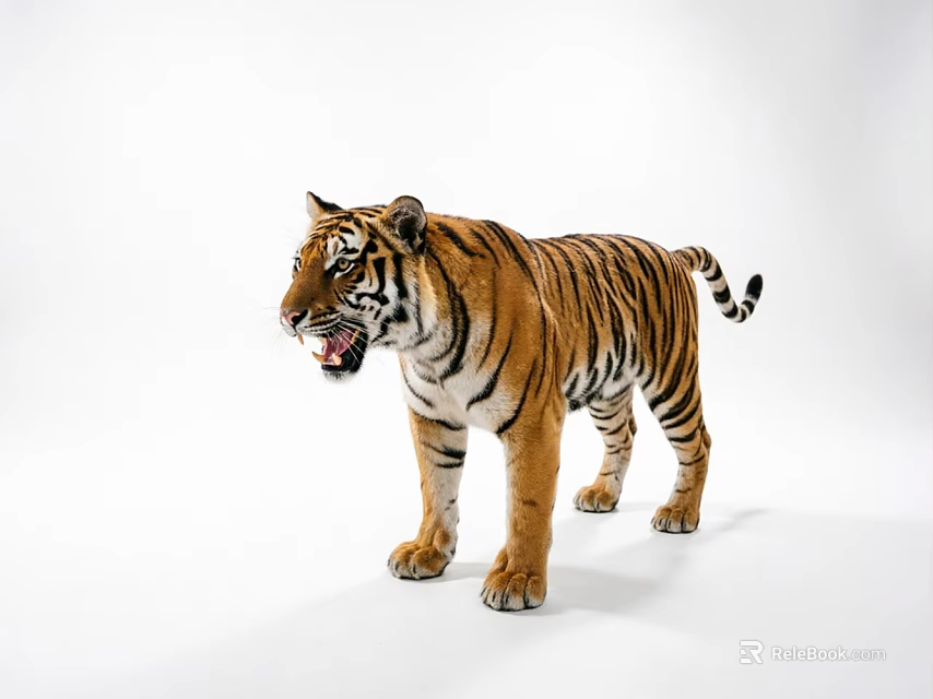 Tiger Lizard Reptile Standing On White Background With Open Mouth And Detailed Scales 3d model 