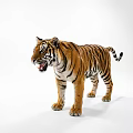 Tiger Lizard Reptile Standing On White Background With Open Mouth And Detailed Scales