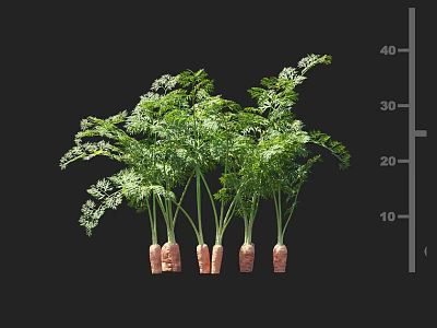Fresh Carrot Plants with Green Leaves and Edible Roots Showing Height Measurement 3d model