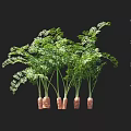 Fresh Carrot Plants with Green Leaves and Edible Roots Showing Height Measurement