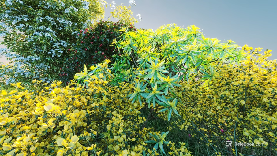 Colorful Flowering Garden Shrubs With Yellow Blooms And Lush Green Foliage In Sunlight 3d model 