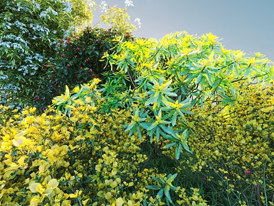 Colorful Flowering Garden Shrubs With Yellow Blooms And Lush Green Foliage In Sunlight 3d model