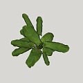 Potted Plant With Large Green Leaves In White Round Pot For Indoor Decor