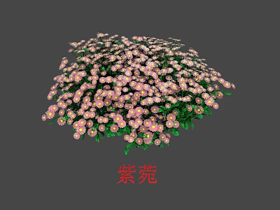 Beautiful Aster Cluster With Pink And White Flowers And Green Leaves 3d model