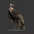 Vulture Flying Animal Taxidermy Specimen On White Base With Dark Background And Feathers