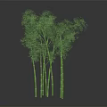 Green Bamboo Plants With Multiple Stalks And Lush Leaves Against Dark Background