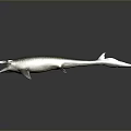 Realistic 3D Model of Prehistoric Fish With Open Mouth and Striped Body