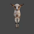 Cute White and Brown Baby Goat Standing with Shadow on Green Background